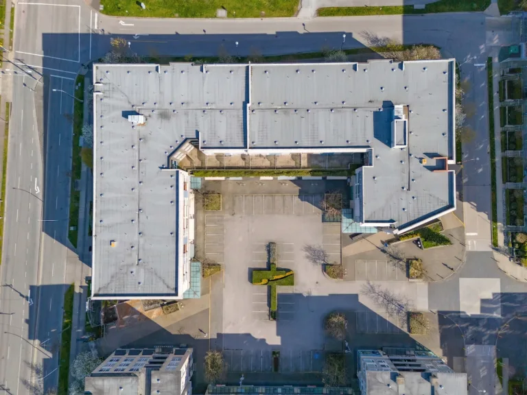Camellia at The Gardens